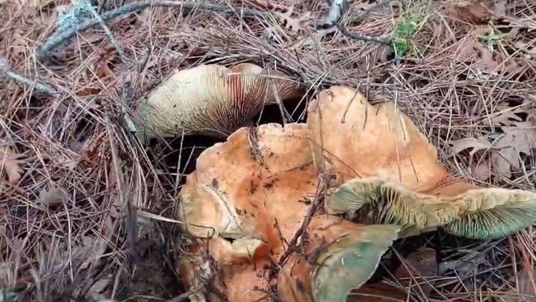 Ormandan bedavaya toplayıp satıyor: Ayda 90 bin TL kazanıyor! Sıfır sermayeli işle köşeyi döndü 6